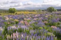 Lupin field Royalty Free Stock Photo