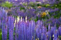 Lupin Field Royalty Free Stock Photo