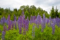 Lupin field. Bright purple lupines on a background of green foliage Royalty Free Stock Photo