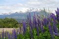 Lupin Field in Patagonia Royalty Free Stock Photo