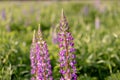 Lupin field with pink purple flowers. Bunch of lupines summer flower background. Blooming lupine flowers. field of lupines.