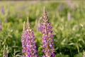 Lupin field with pink purple flowers. Bunch of lupines summer flower background. Blooming lupine flowers. field of Royalty Free Stock Photo