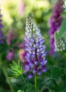 Lupin flower bloom in summer cottage garden