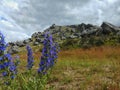 Lupin flower at Castle Hill, Arthur`s Pass, South Island, New Zealand Royalty Free Stock Photo