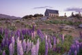 Lupin flower and Chapel of Shepherds by lake Tekapo, New Zealand