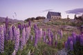 Lupin flower and Chapel of Shepherds by lake Tekapo, New Zealand