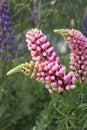 Pink lupin flower blossom closeup Royalty Free Stock Photo