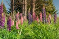 Lupin flower full bloom condition New Zealand Royalty Free Stock Photo