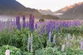 Lupin flower full boom morning seen with mountain background Royalty Free Stock Photo