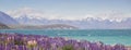 Lupin flower by lake Tekapo, New Zealand Royalty Free Stock Photo