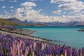 Lupin flower by lake Tekapo, New Zealand Royalty Free Stock Photo