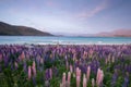 Lupin flower by lake Tekapo, New Zealand Royalty Free Stock Photo