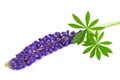 Lupin flower Royalty Free Stock Photo