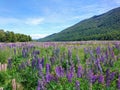 Lupin flower purple colour with mountain Royalty Free Stock Photo