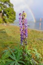 Lupin flower with a rainbow in the background at Lake Manapouri in New Zealand Royalty Free Stock Photo