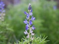 Lupin flower Royalty Free Stock Photo