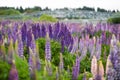 Lupin flower during springtime at Lake side of Tekapo, New Zealand. In cloudy day Royalty Free Stock Photo