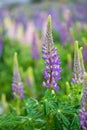 Lupin flower during springtime at Lake side of Tekapo, New Zealand. In cloudy day Royalty Free Stock Photo