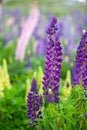 Lupin flower during springtime at Lake side of Tekapo, New Zealand. In cloudy day Royalty Free Stock Photo