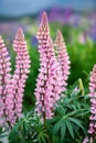 Lupin flower during springtime at Lake side of Tekapo, New Zealand. In cloudy day Royalty Free Stock Photo