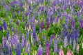 Lupin flower during springtime at Lake side of Tekapo, New Zealand. In cloudy day Royalty Free Stock Photo