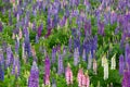 Lupin flower during springtime at Lake side of Tekapo, New Zealand. In cloudy day Royalty Free Stock Photo