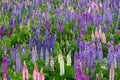 Lupin flower during springtime at Lake side of Tekapo, New Zealand. In cloudy day Royalty Free Stock Photo