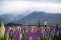 Lupin flower during springtime at Lake side of Tekapo, New Zealand. In cloudy day Royalty Free Stock Photo