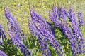 Lupin Flowers Royalty Free Stock Photo