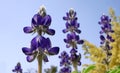 Lupin flowers Royalty Free Stock Photo