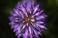 Lupin Flowers from Above Royalty Free Stock Photo