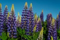 Lupin flowers against blue sky Royalty Free Stock Photo