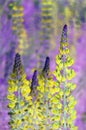 Lupin flowers Royalty Free Stock Photo