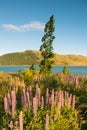 Lupin flowers lake front in Summer season