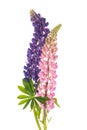 Lupin flowers