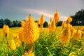 Lupin flowers in New Zealand Royalty Free Stock Photo