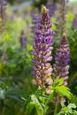 Lupin flowers Royalty Free Stock Photo