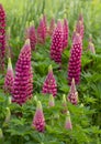 Lupin gallery red plant close up