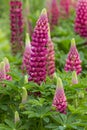 Lupin gallery red plant close up