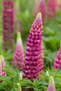 Lupin gallery red plant close up