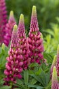 Lupin gallery red plant close up