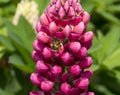 Lupin gallery red plant close up