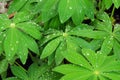 Lupin leaf Royalty Free Stock Photo