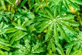 Lupin leaves with dew drops in summer garden Royalty Free Stock Photo