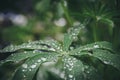 Lupin leaves with dew drops in summer garden. Green natural background for floristry Royalty Free Stock Photo