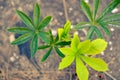 Lupin leaves in the early spring horizontal Royalty Free Stock Photo