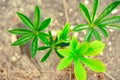 Lupin leaves in the early spring horizontal Royalty Free Stock Photo