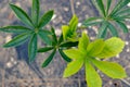 Lupin leaves in the early spring horizontal Royalty Free Stock Photo