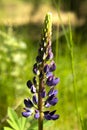 Lupin, lupine field with pink purple and blue flowers. summer flower background Royalty Free Stock Photo