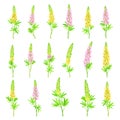 Lupin or Lupine Flowering Plant with Palmately Green Leaves and Dense Flower Whorl Big Vector Set